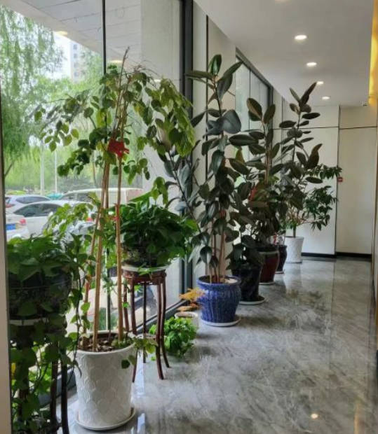 鐵嶺美嘉麗整形外科門診部_環(huán)境